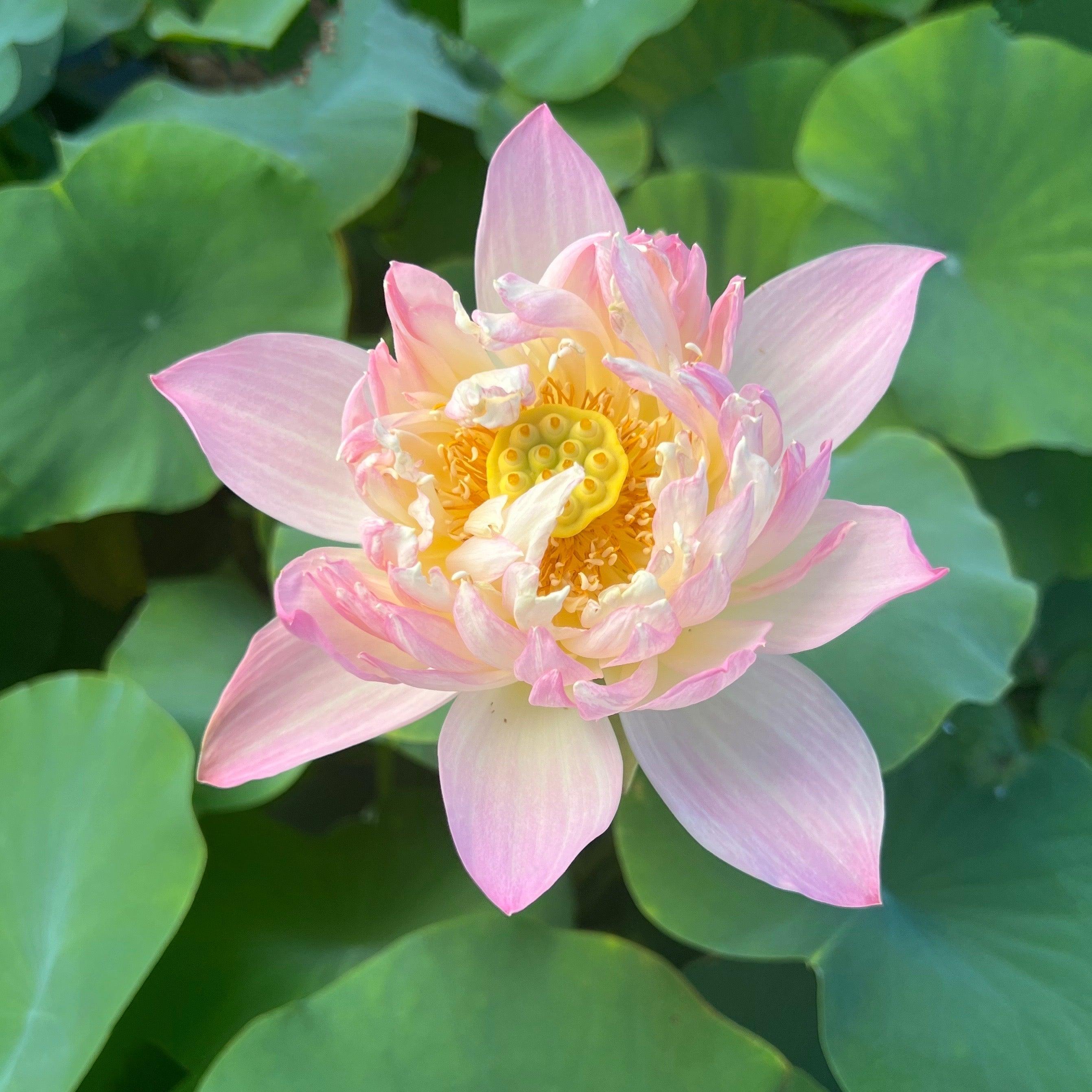 Colorful Glow Lotus (Bare Root) - Play It Koi