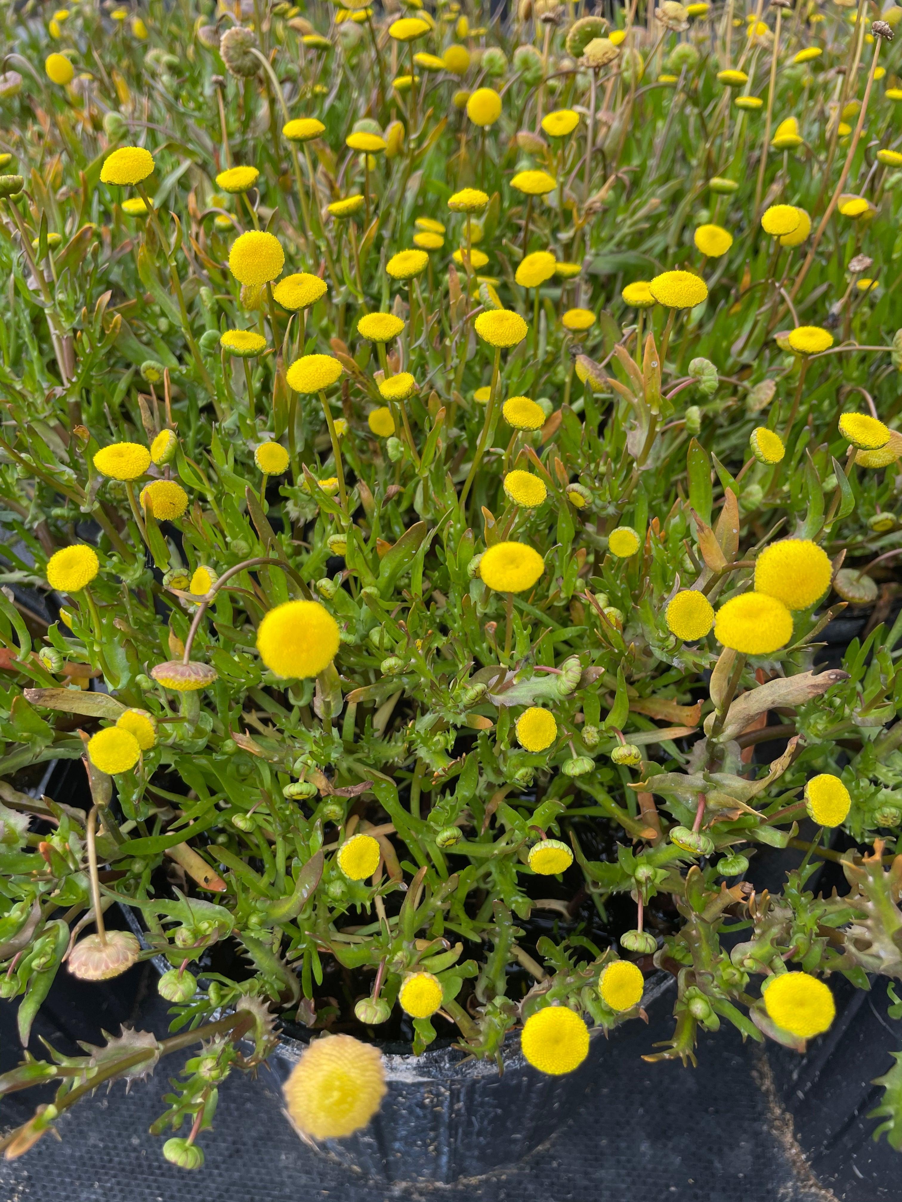 Cortula coronopifolia 'Brass Buttons' (Bare Root) - Play It Koi