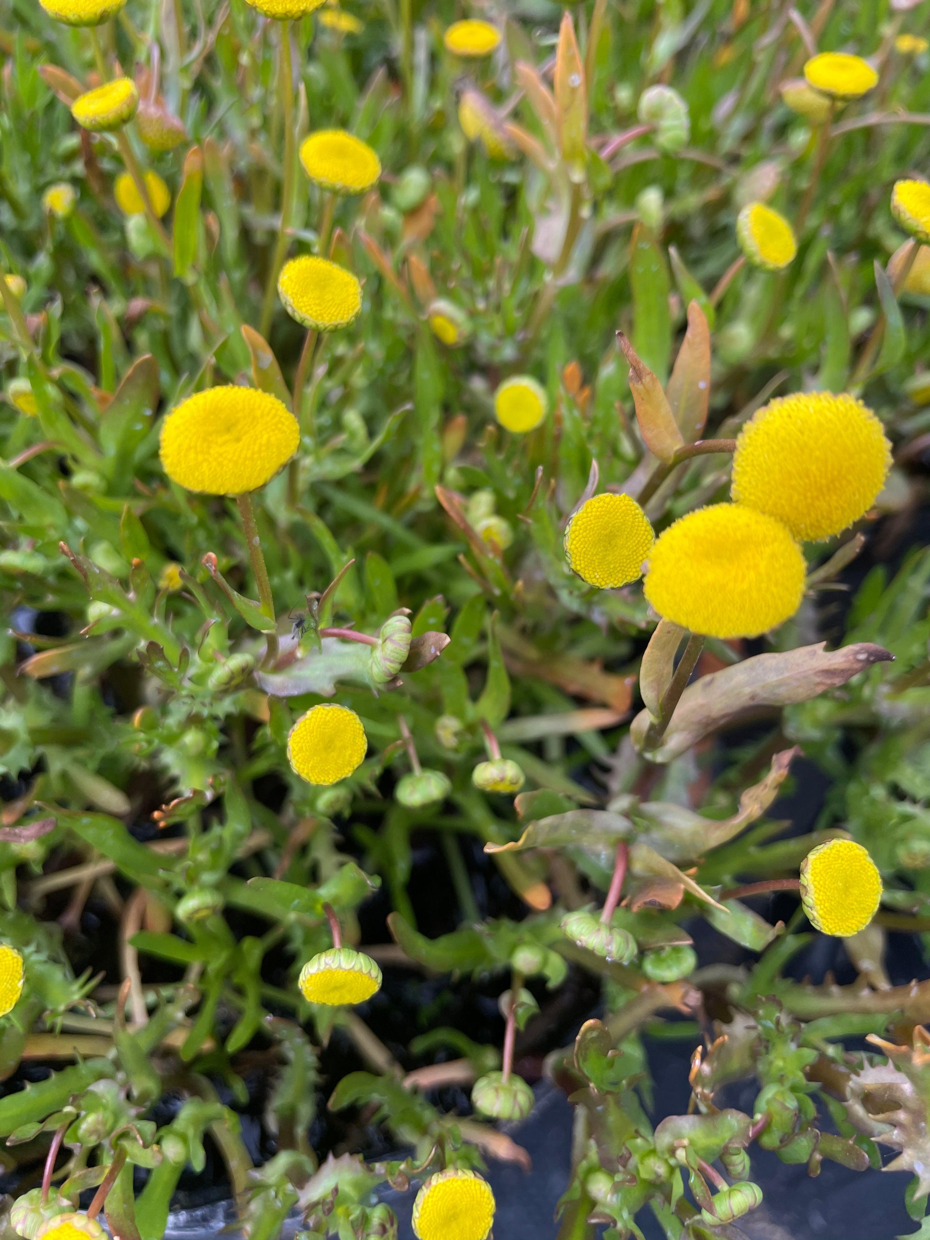 Cortula coronopifolia 'Brass Buttons' (Bare Root) - Play It Koi