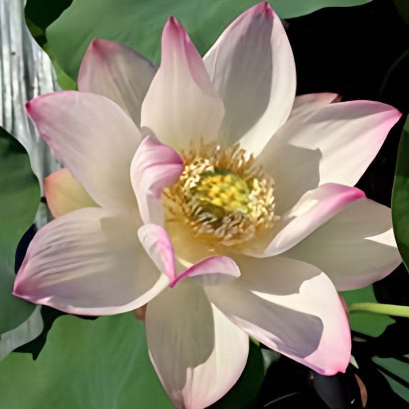 Cranberry Kiss Lotus (Bare Root) - Play It Koi