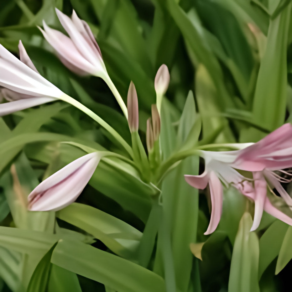 Crinum 'Hannibal's Dwarf' - Pink (Bare Root) - Play It Koi