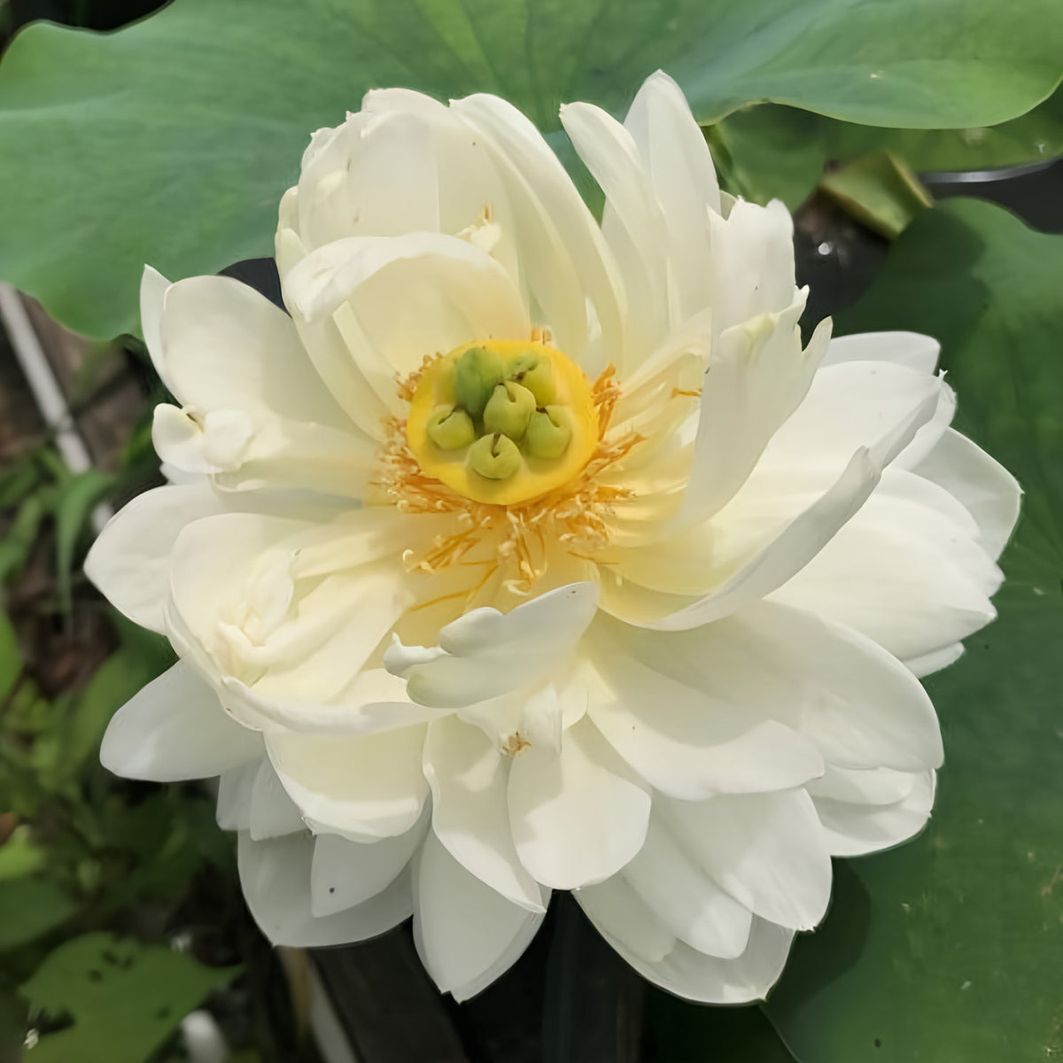 Cui Yun 13B Lotus (Bare Root) - Play It Koi
