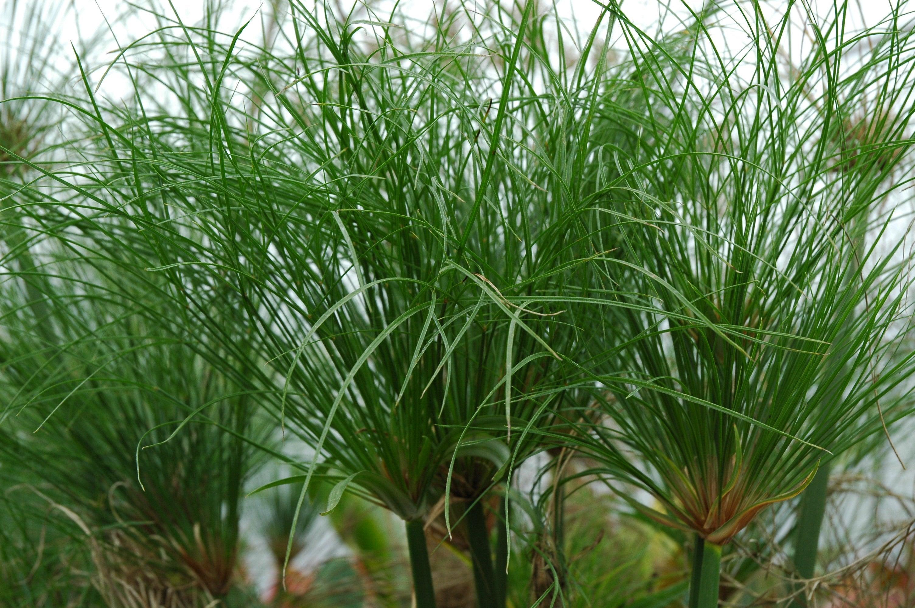 Egyptian Papyrus Plant 20 * Seeds Cyperus PAPYRUS Paper Reed Water