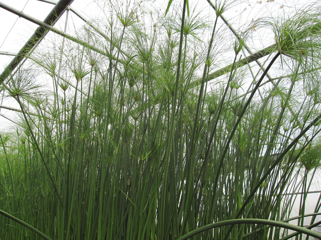 Cyperus papyrus 'Egyptian Paper Plant' (Bare Root)