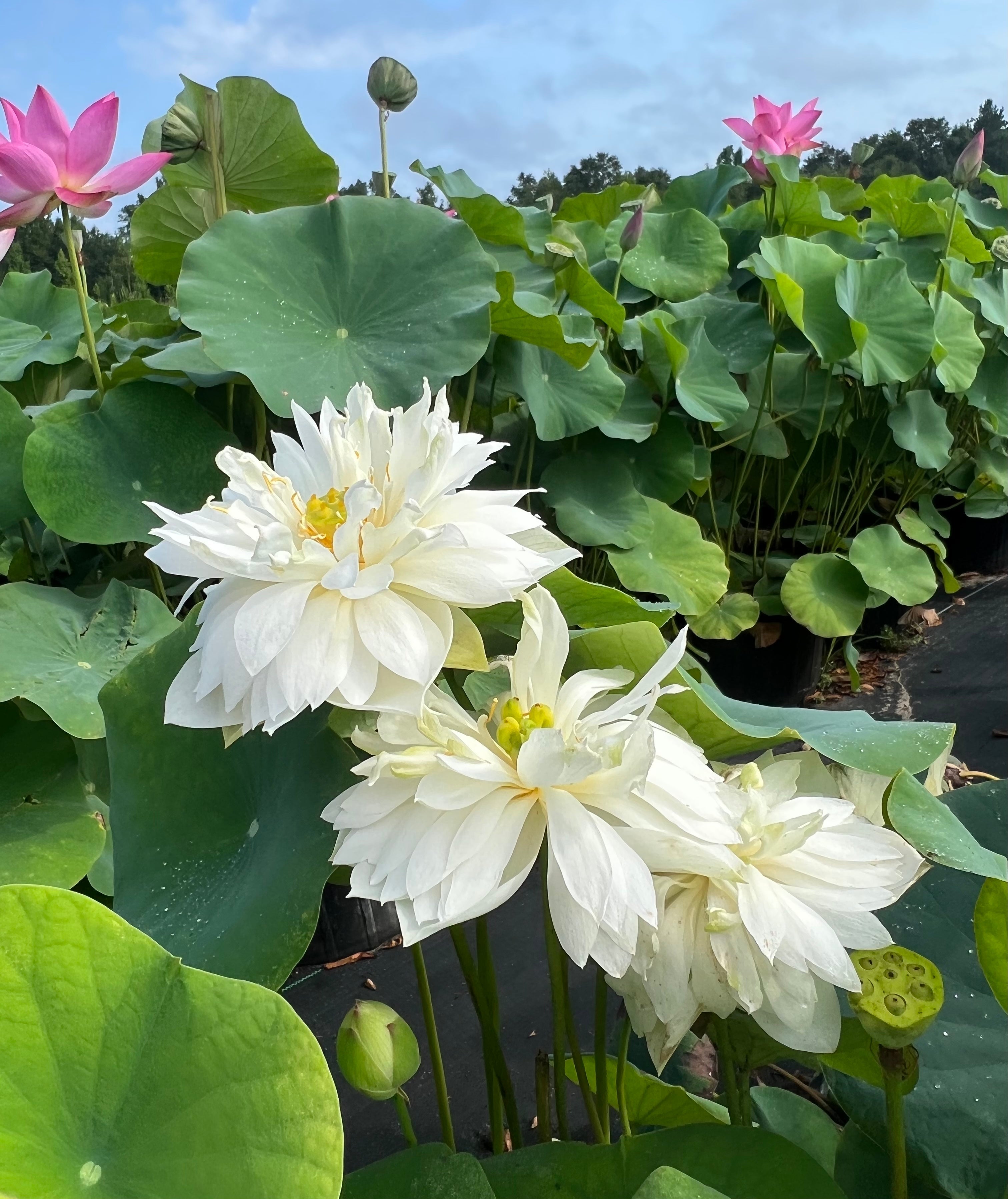 Da Jin Bian Lotus (Bare Root)