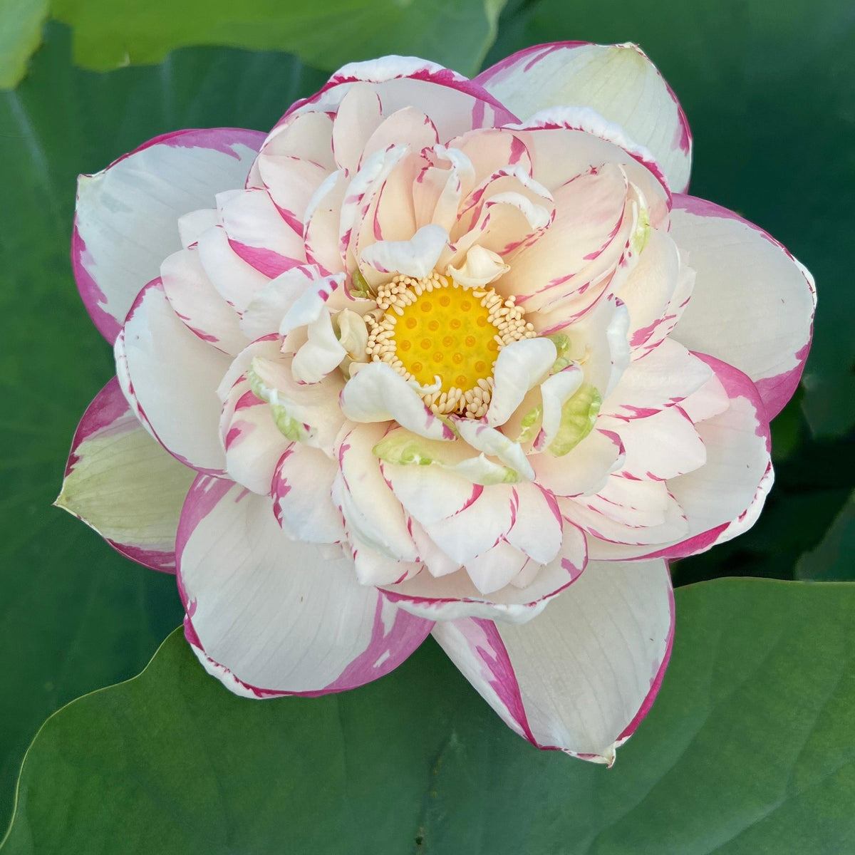 Lotus Plants for Ponds – Dwarf & Standard | Play It Koi