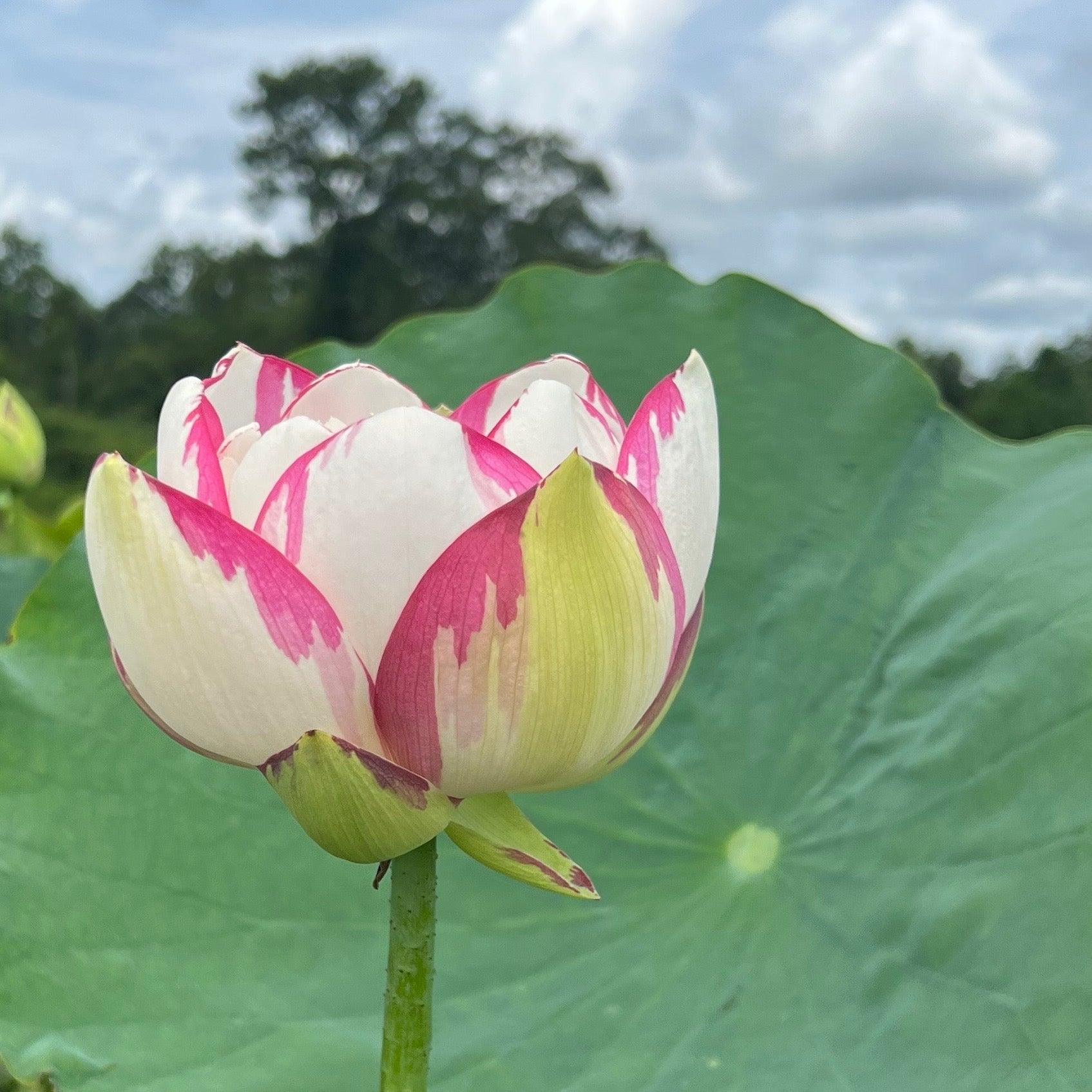 Dasajin Lotus (Bare Root) - Play It Koi