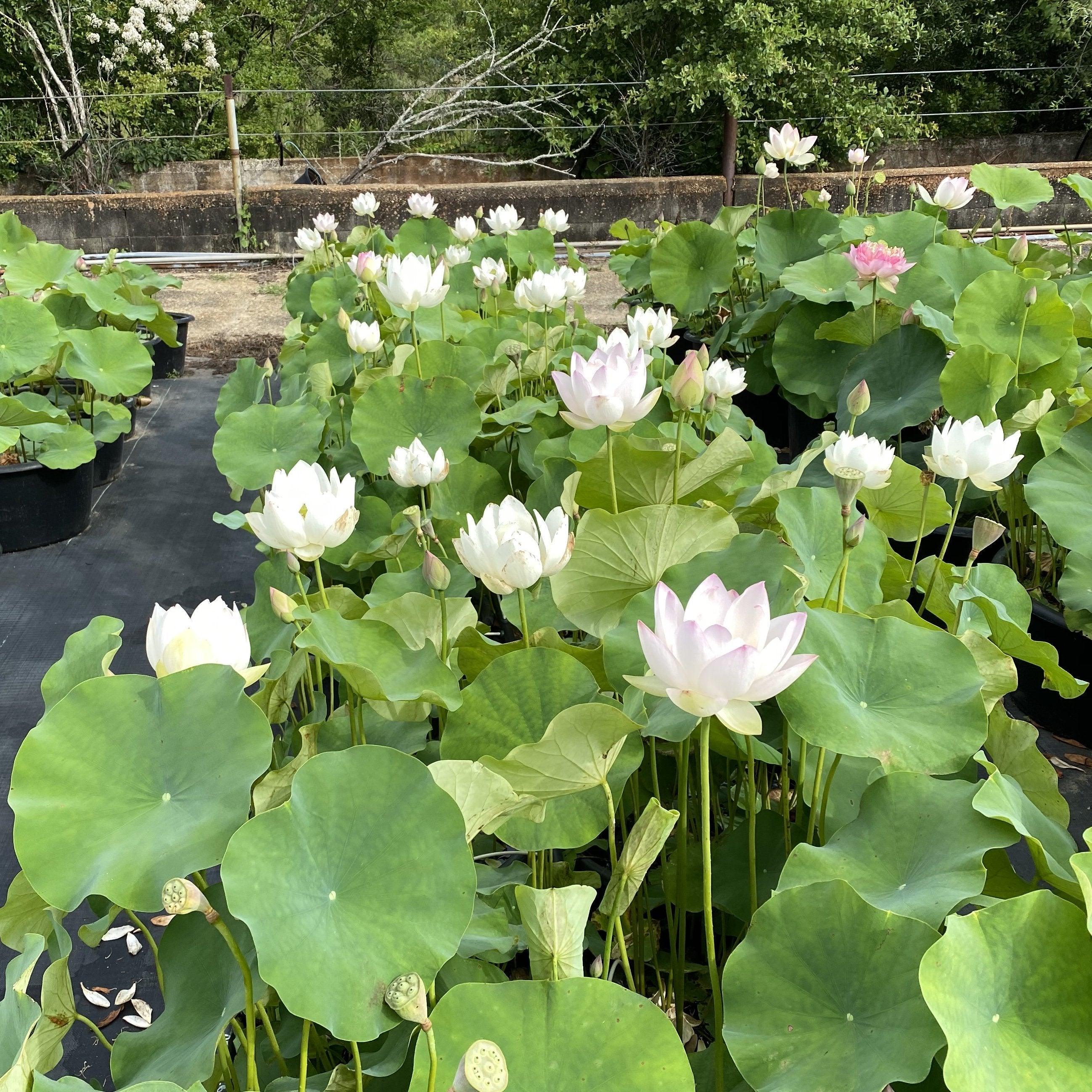 Decorated Lantern Lotus (Bare Root) - Play It Koi