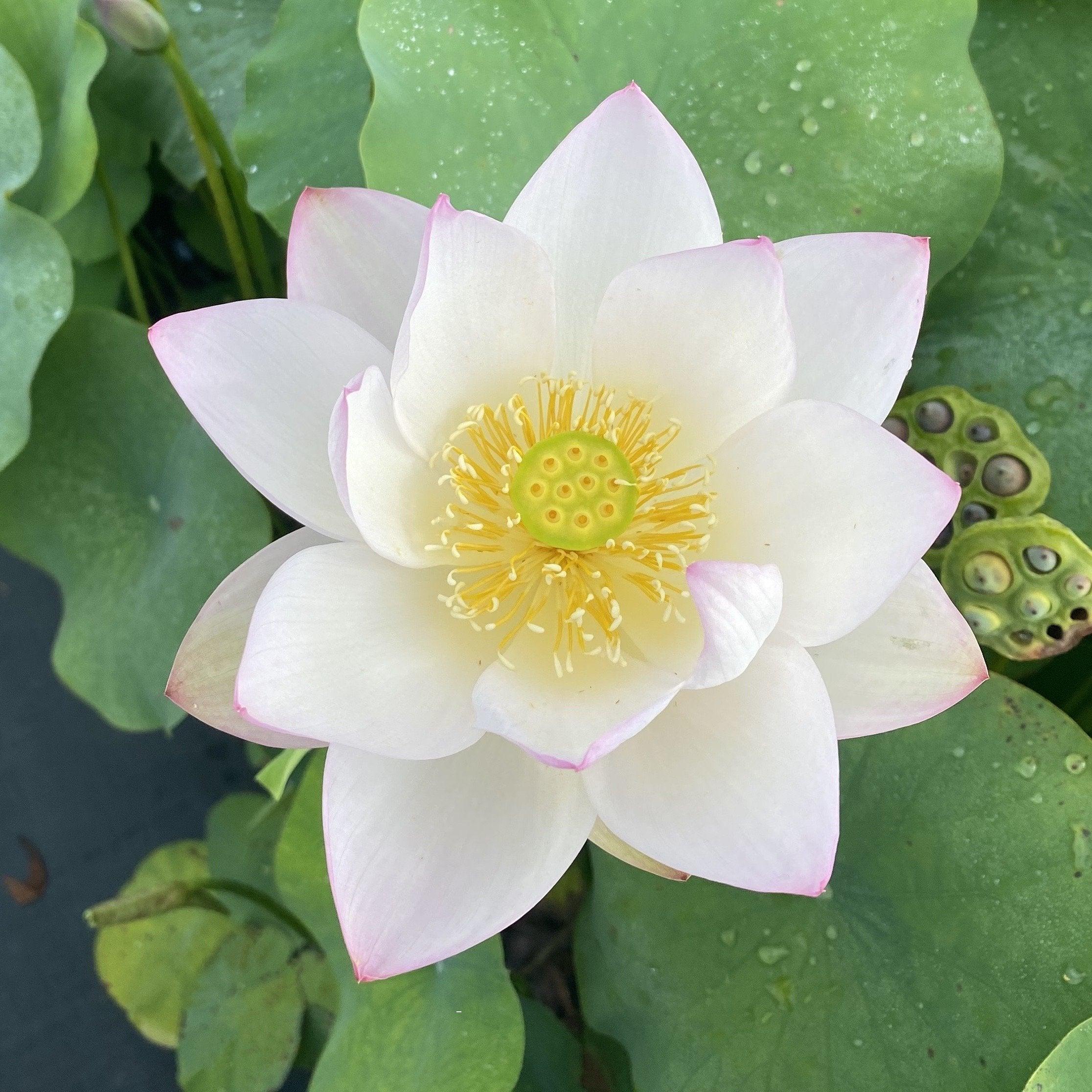 Decorated Lantern Lotus (Bare Root) - Play It Koi