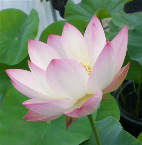 Decorated Lantern Lotus (Bare Root) - Play It Koi