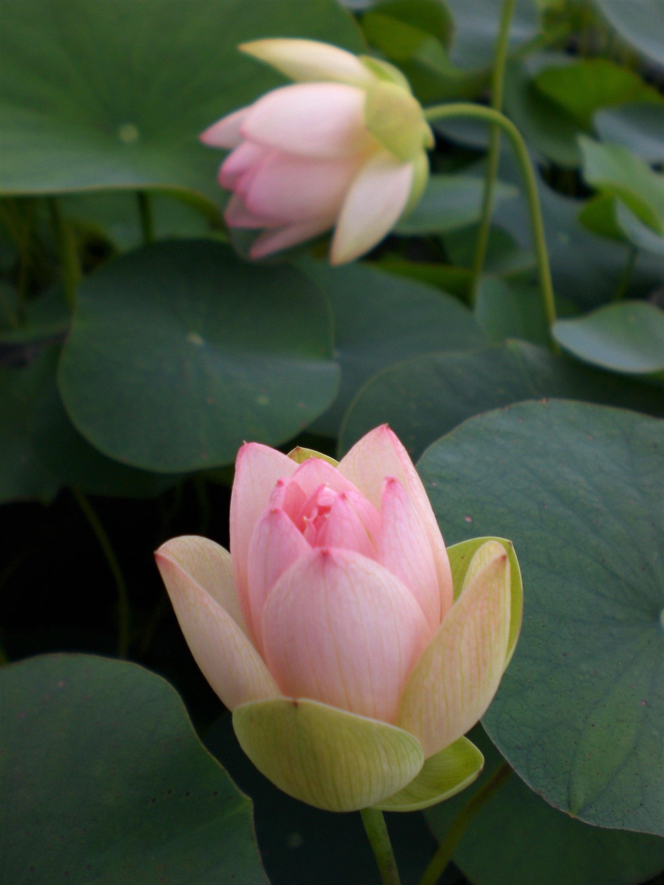 Decorated Lantern Lotus (Bare Root) - Play It Koi