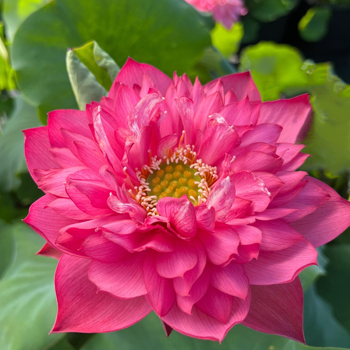 Deepest Loving Lotus bare root from Play It Koi