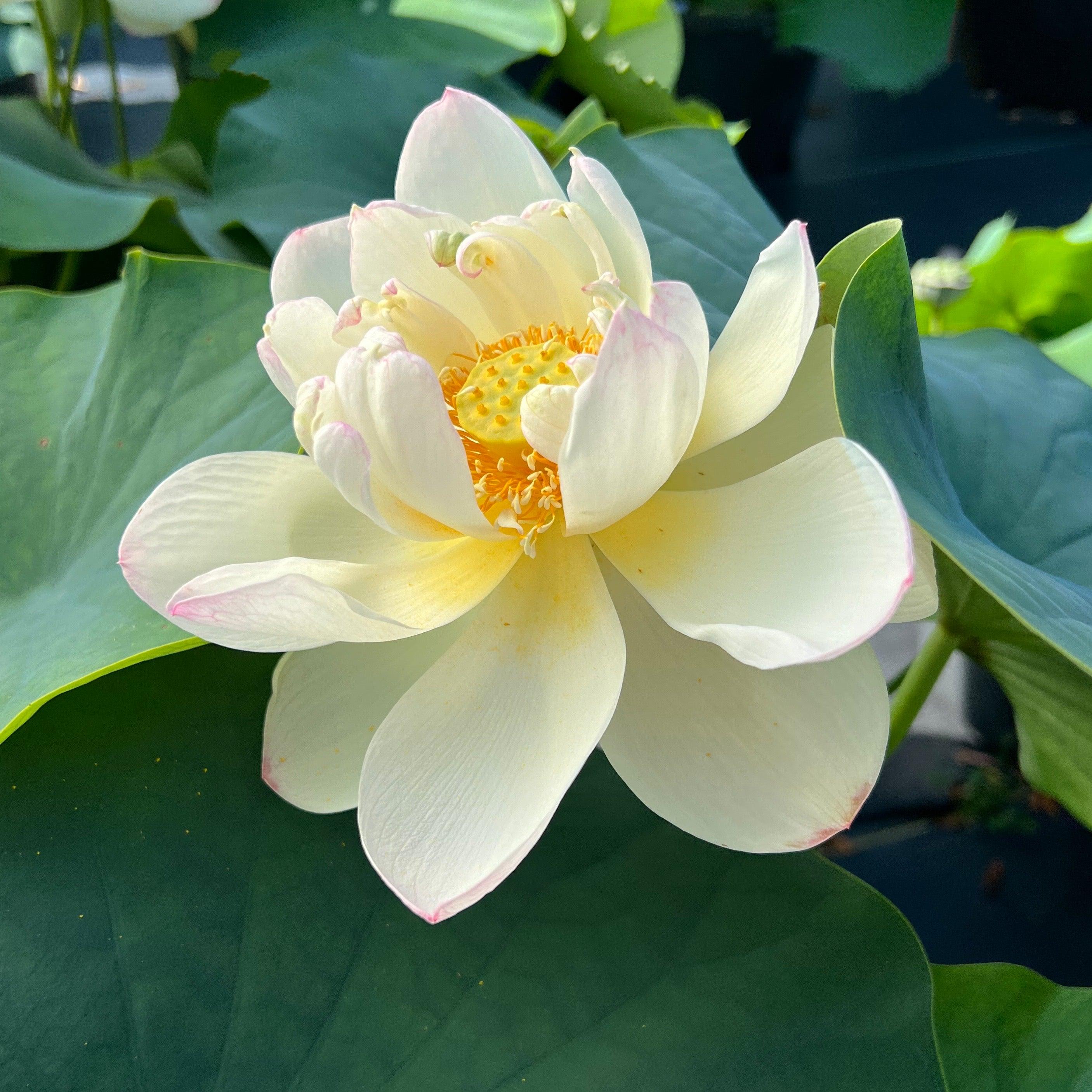 Dense Dew - Fresh as the Morning Dew Lotus (Bare Root) - Play It Koi