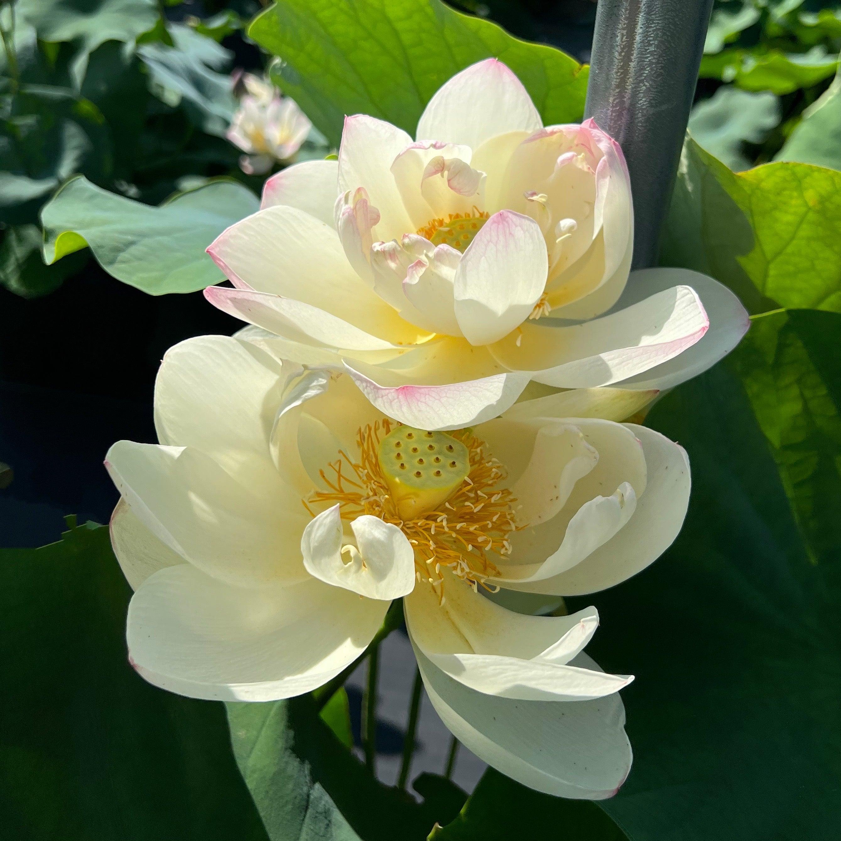 Dense Dew - Fresh as the Morning Dew Lotus (Bare Root) - Play It Koi