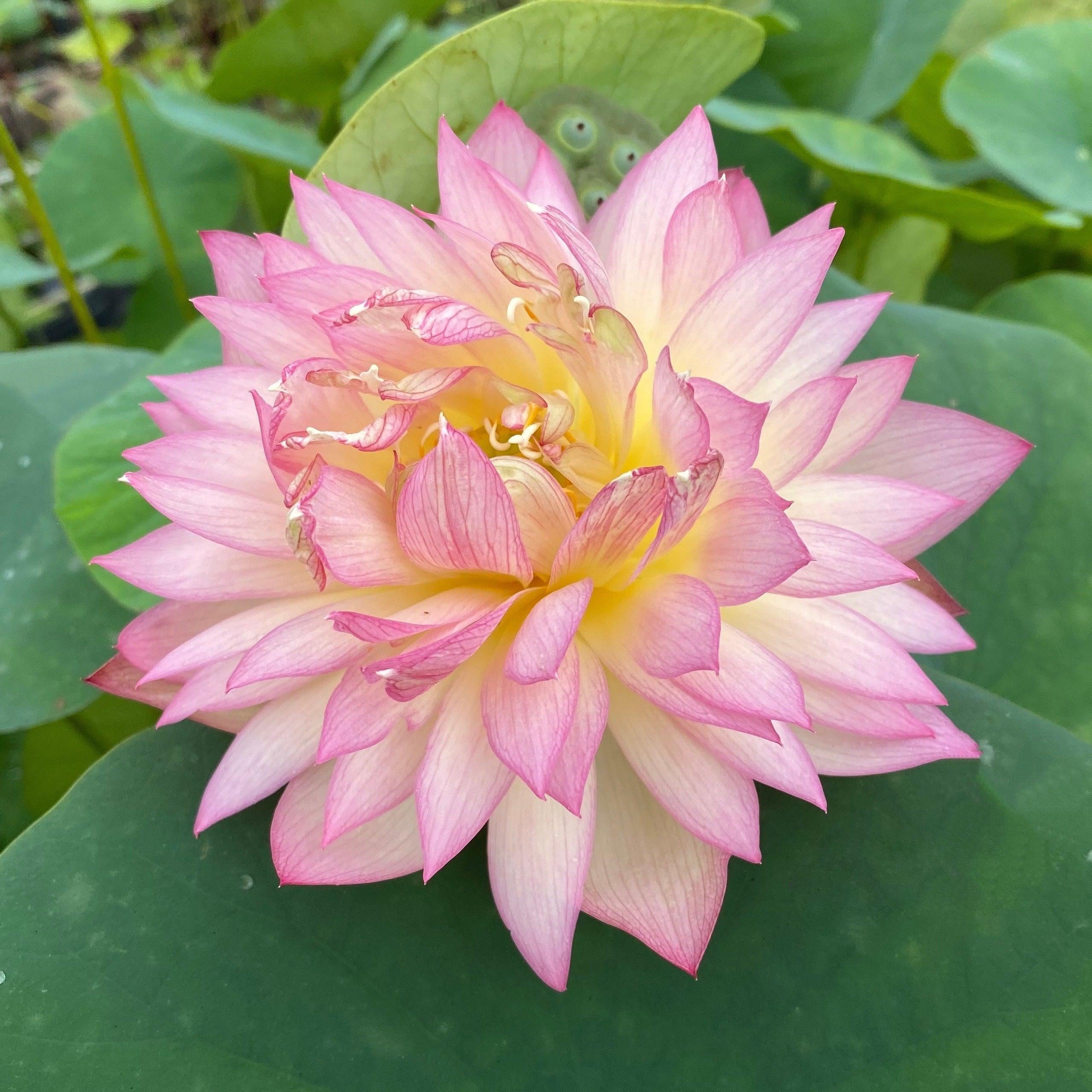 double-petal-bayi-micro-lotus-