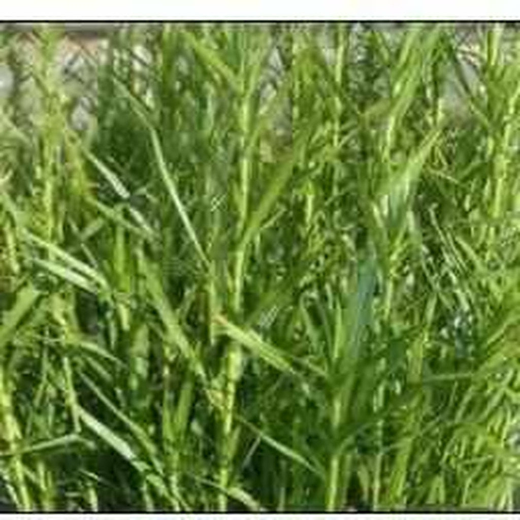 Dulichium Arundinaceum - Dwarf Bamboo (Bare Root) - Play It Koi