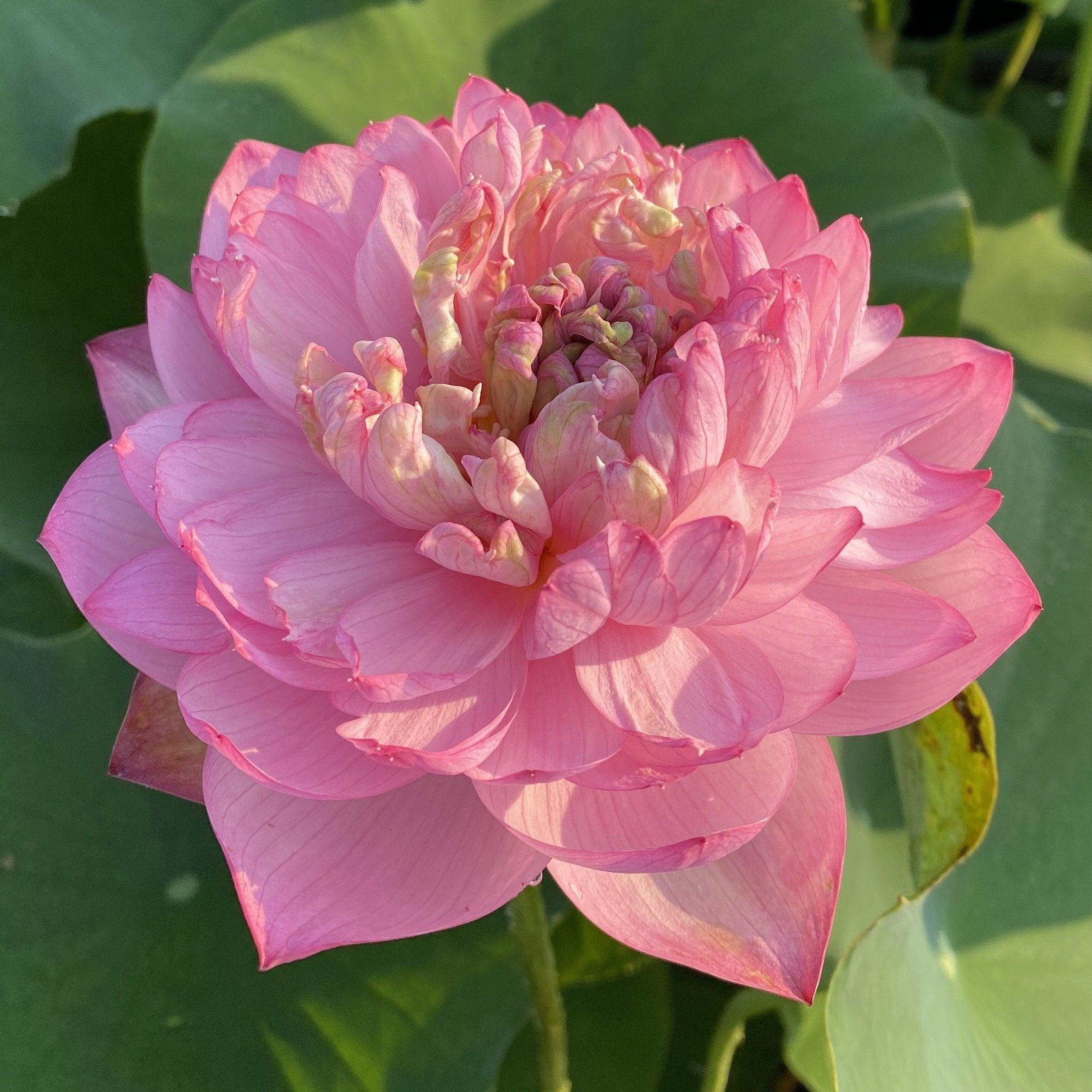Duplicate Pink Lotus (Bare Root) - Play It Koi