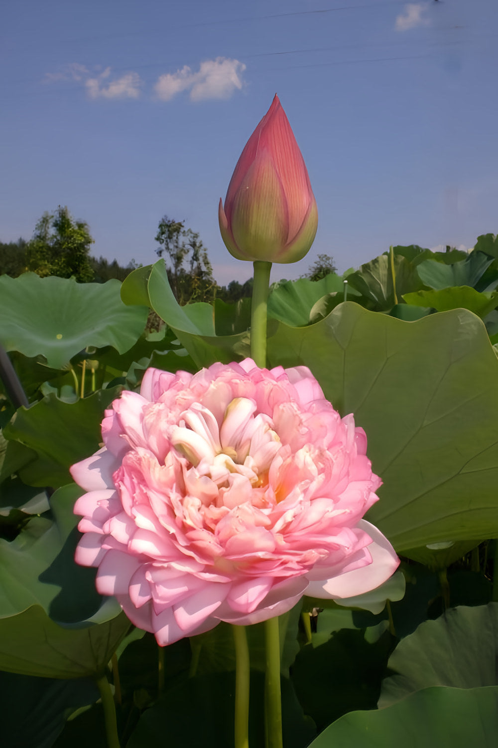 Duplicate Pink Lotus (Bare Root) - Play It Koi