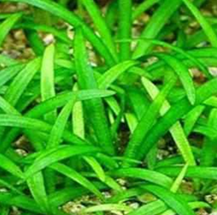 Sagittaria subulata - lùn sag- Arrowhead (rễ trần)