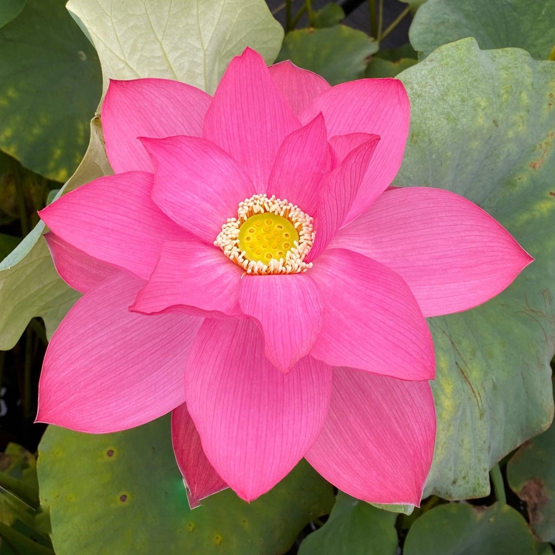 East Lake Pink Lotus (Bare Root) - Play It Koi