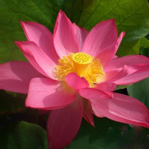 East Lake Pink Lotus (Bare Root) - Play It Koi
