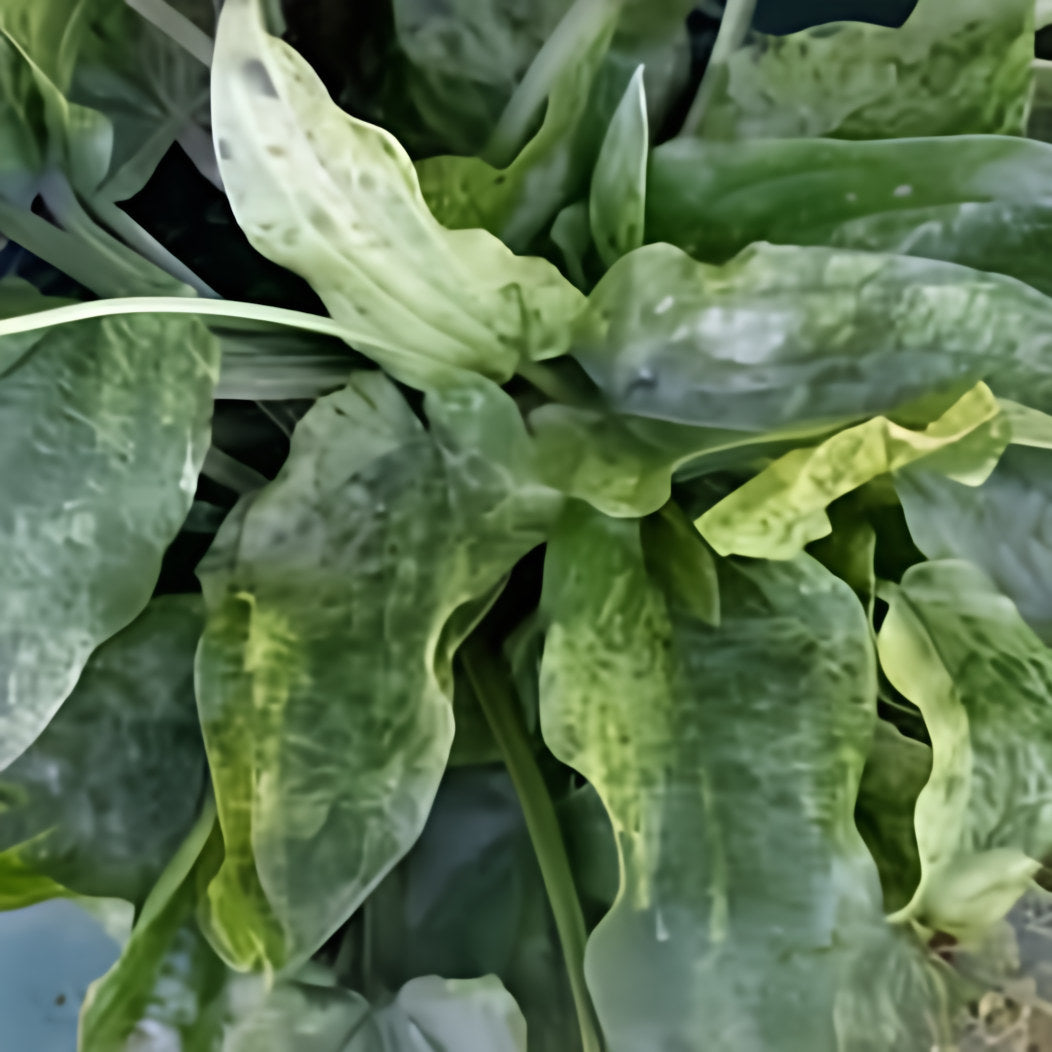 Echinodorus Cordifolius 'Marble Queen' Sword (Bare Root) - Play It Koi