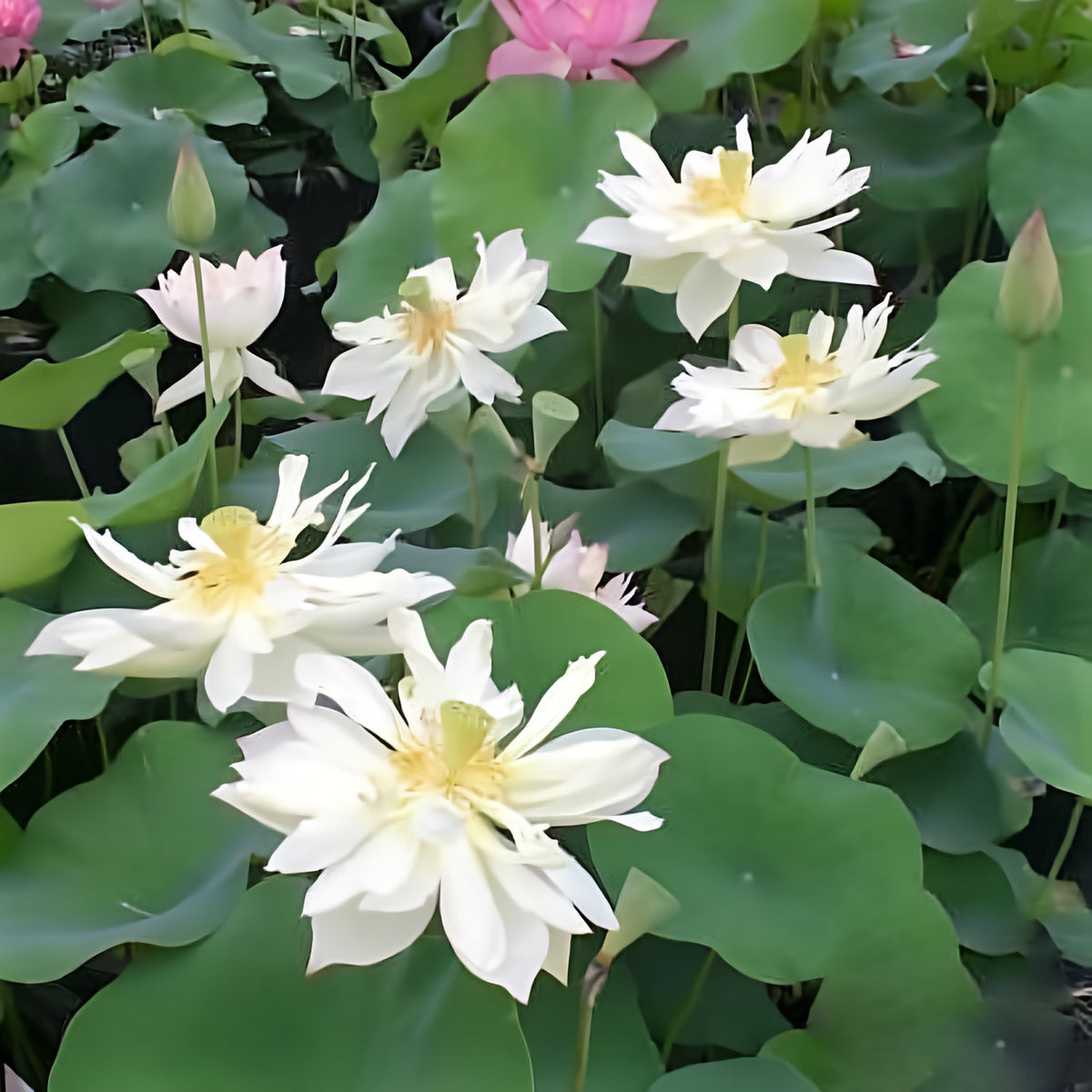 Elegance Lotus (Bare Root) - Play It Koi