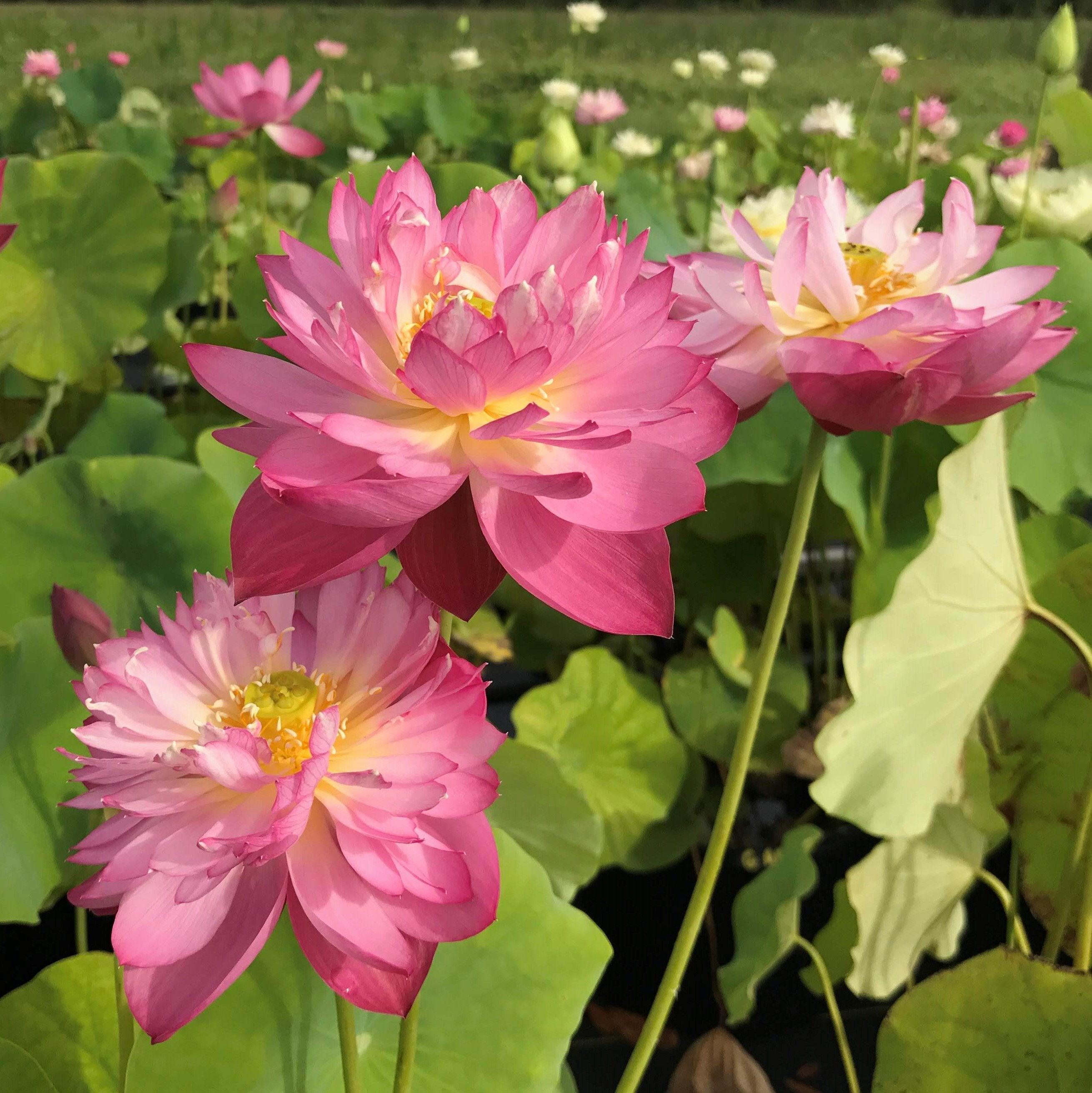 Elite Red - Sweet Flowers Lotus (Bare Root) - Play It Koi