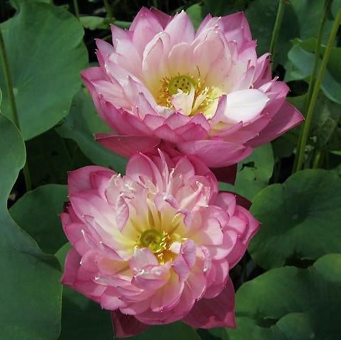 Elite Red - Sweet Flowers Lotus (Bare Root) - Play It Koi