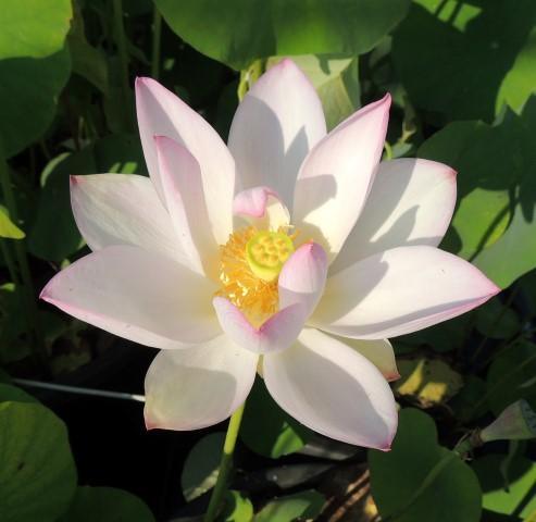 Embolene Lotus (Bare Root) - Play It Koi