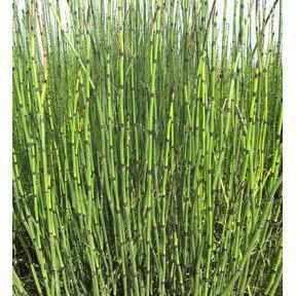 Equisetum Hyemale 'Robustum' - Giant Horsetail (Bare Root) - Play It Koi