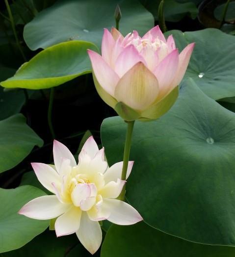 Evening Showers Lotus (Bare Root) - Play It Koi