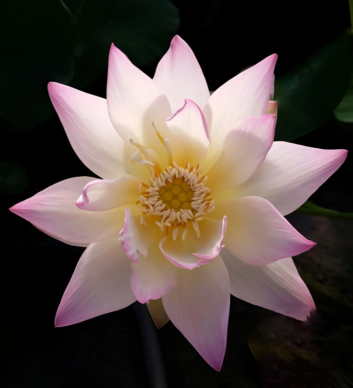 Evening Showers Lotus (Bare Root) - Play It Koi