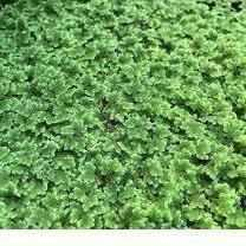 Fairy Moss - Azolla Caroliniana - Play It Koi