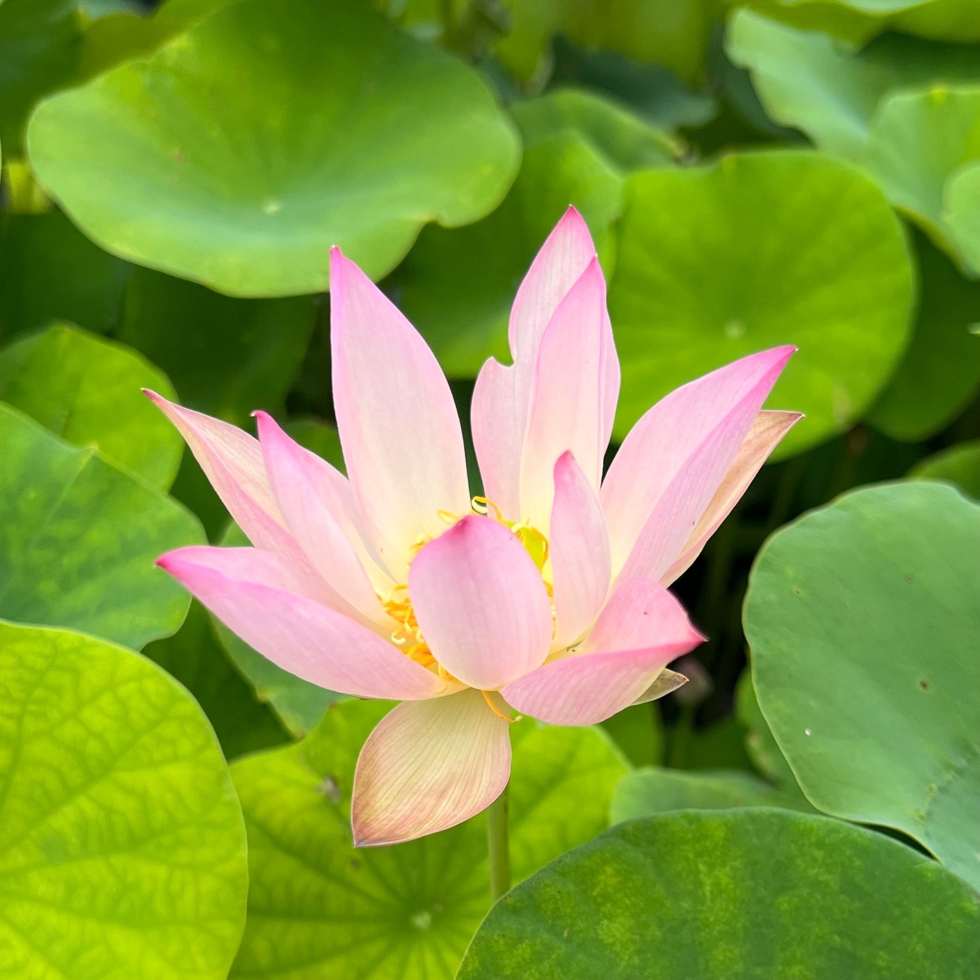 Pink Lotus Plants for Sale | Blush to Rose Sacred Lotus Varieties