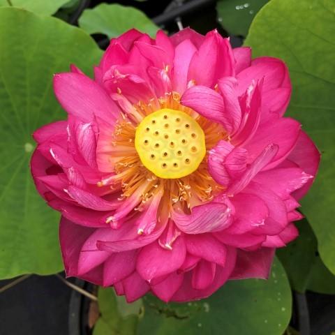 Scarlet Peach Lotus (Bare Root)