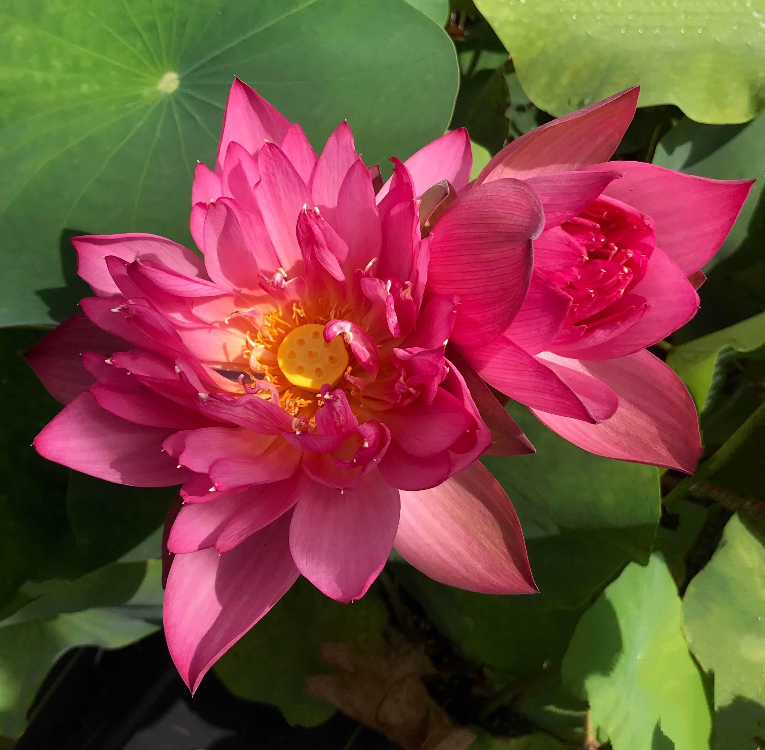 Flame 14 Lotus (Bare Root)