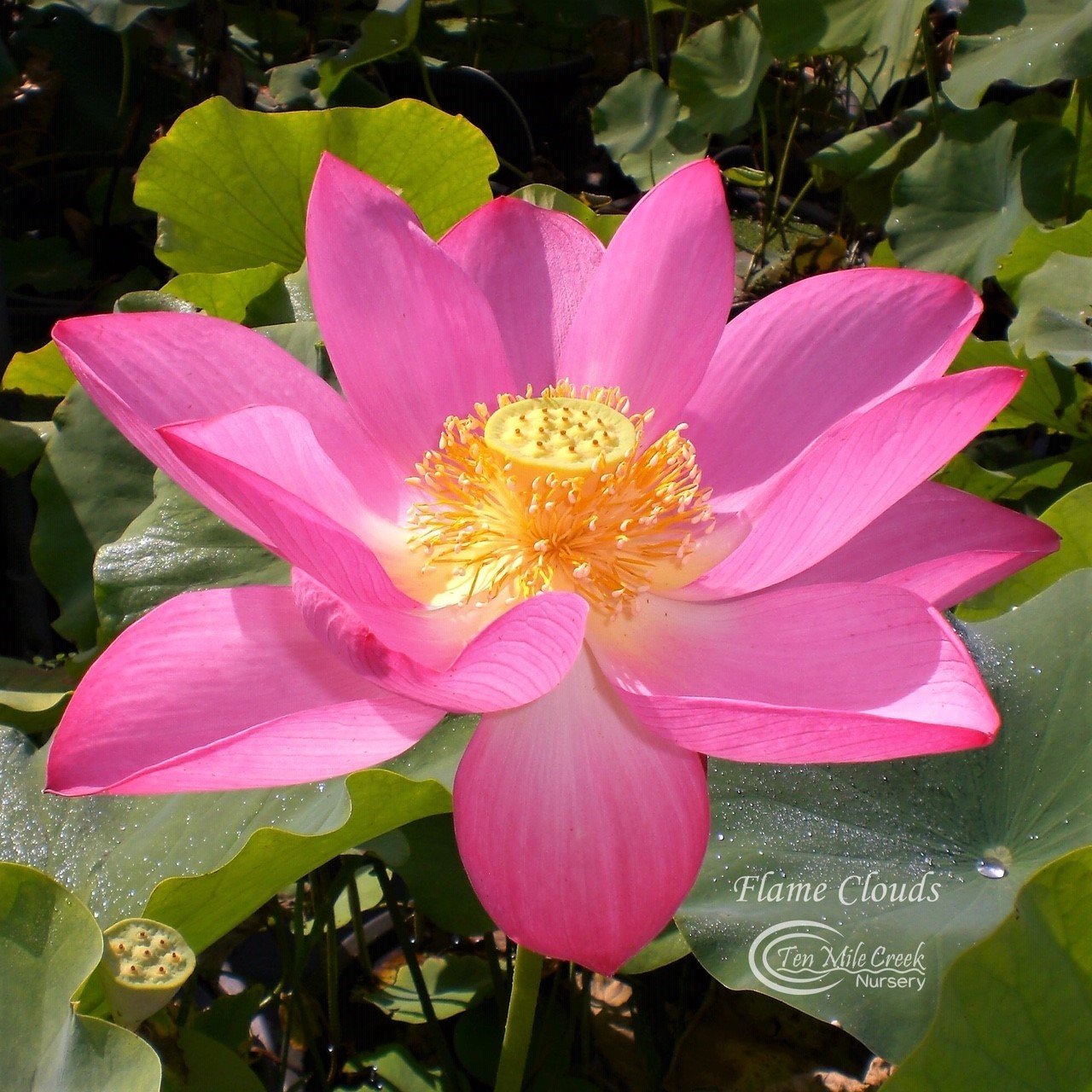 Flame Clouds Lotus (Bare Root)