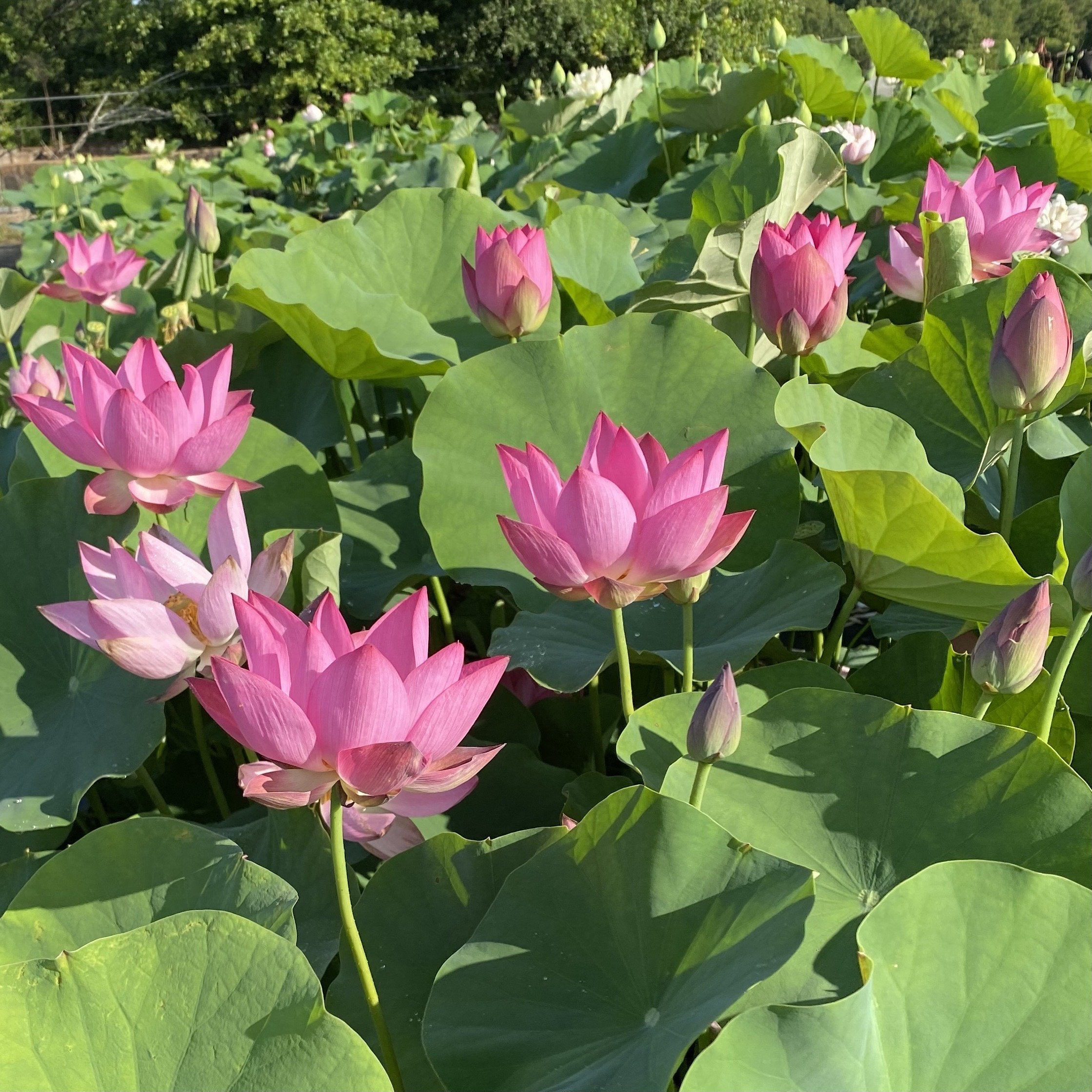 Flame Clouds Lotus (Bare Root)