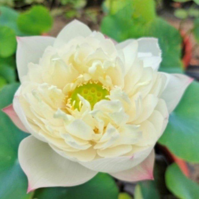 Flower Girl Lotus (Bare Root) - Play It Koi