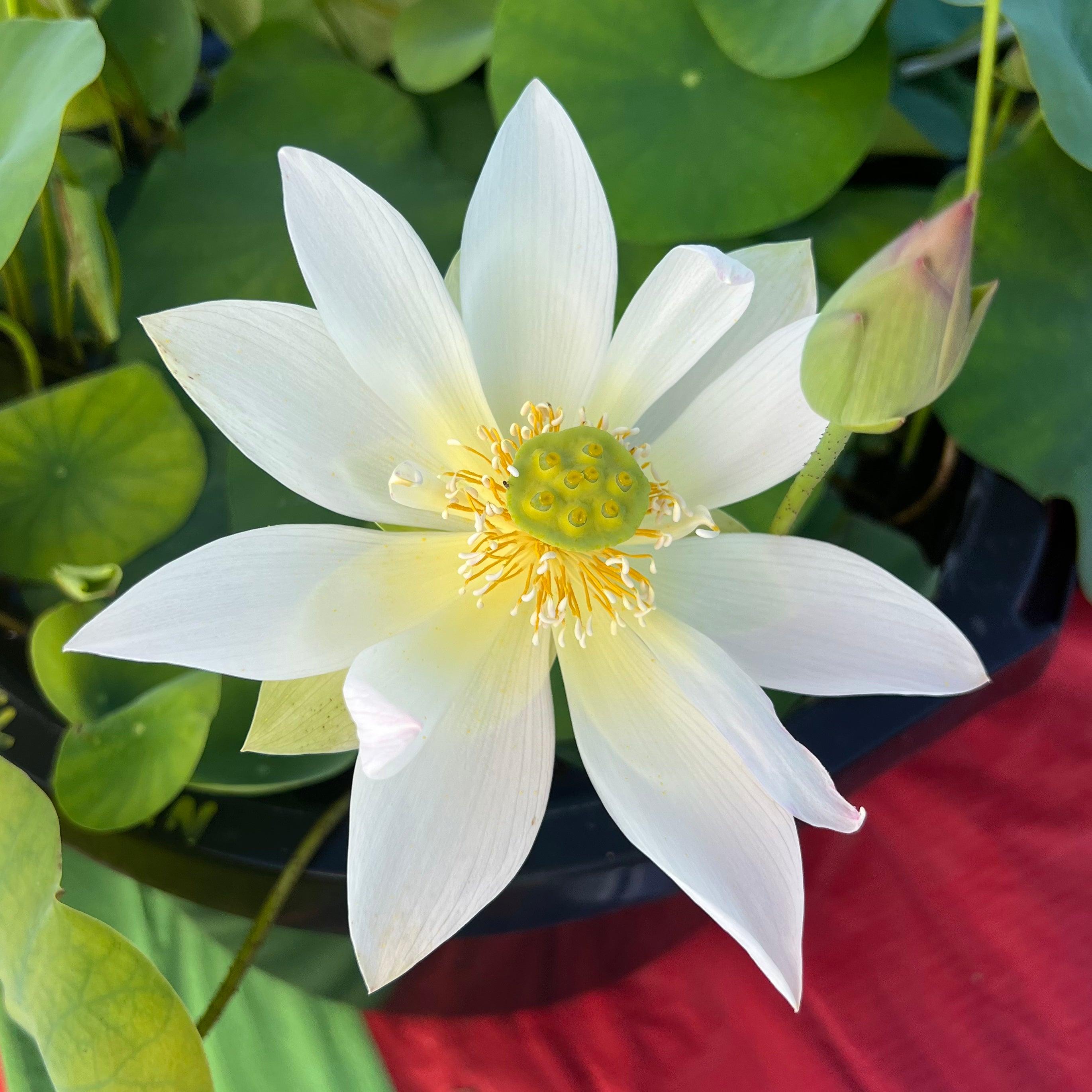 Flower Rain Mini Lotus (Bare Root) - Play It Koi