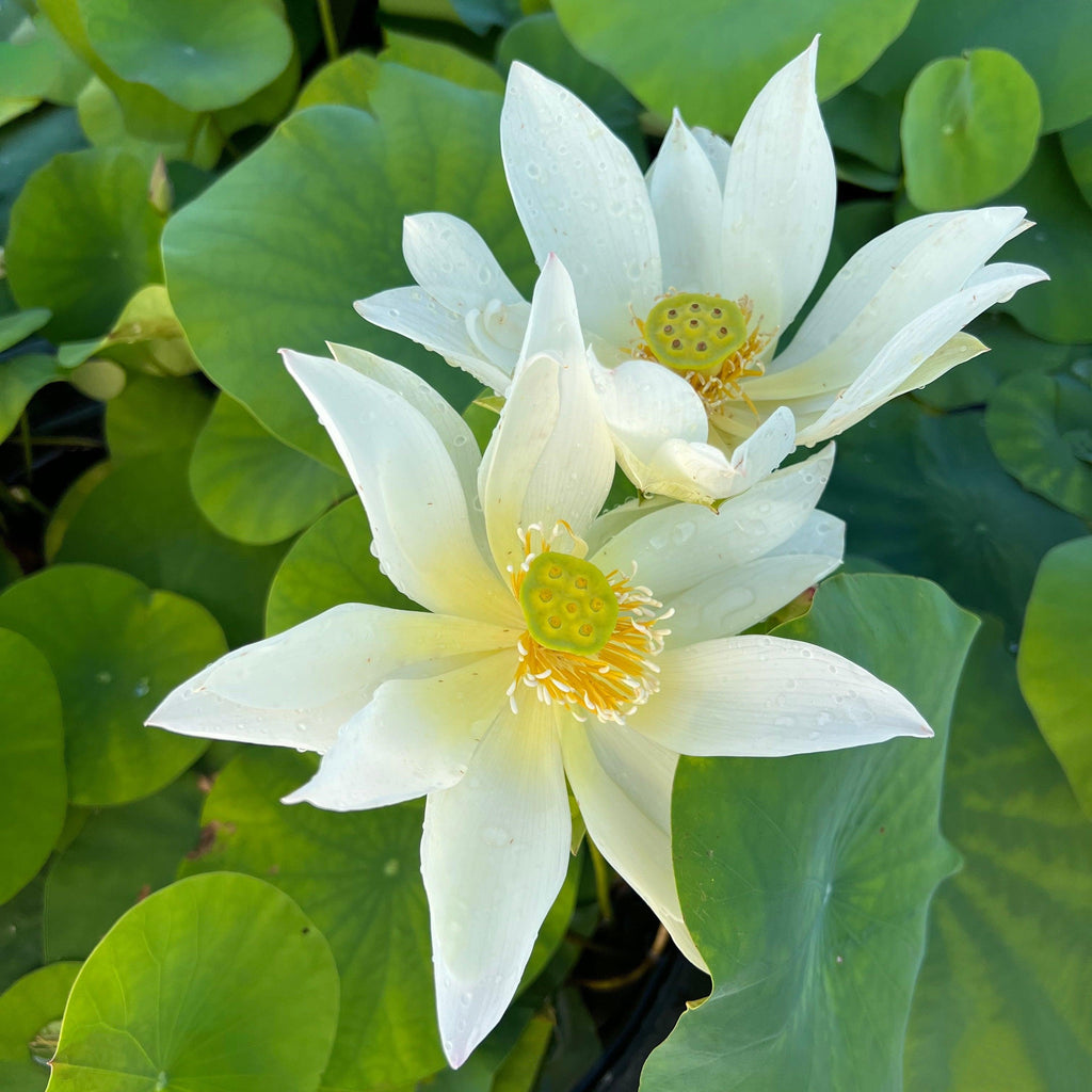 Mini Fall Lotus Flower Rain Mini Lotus (Bare Root)