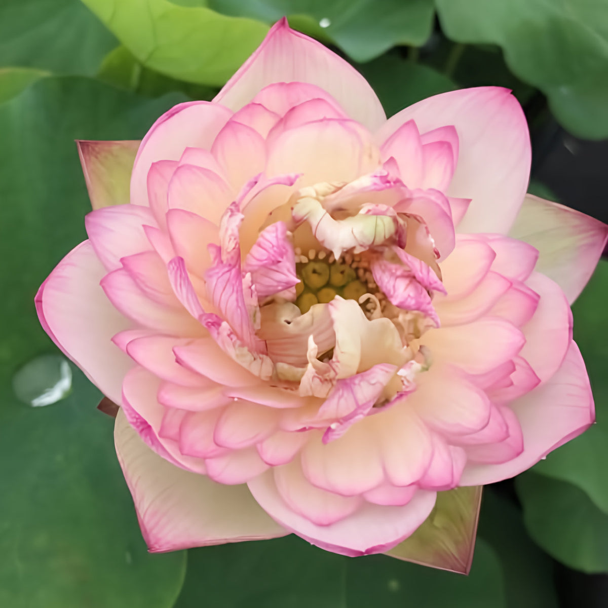 Flowing Cloud Lotus (Bare Root) - Play It Koi