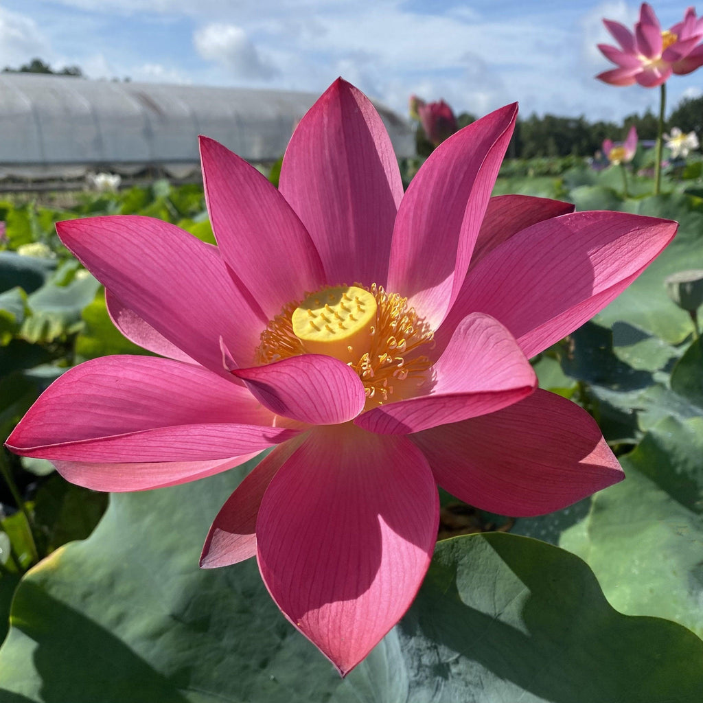 Ford's Red Raptor Lotus (Bare Root)