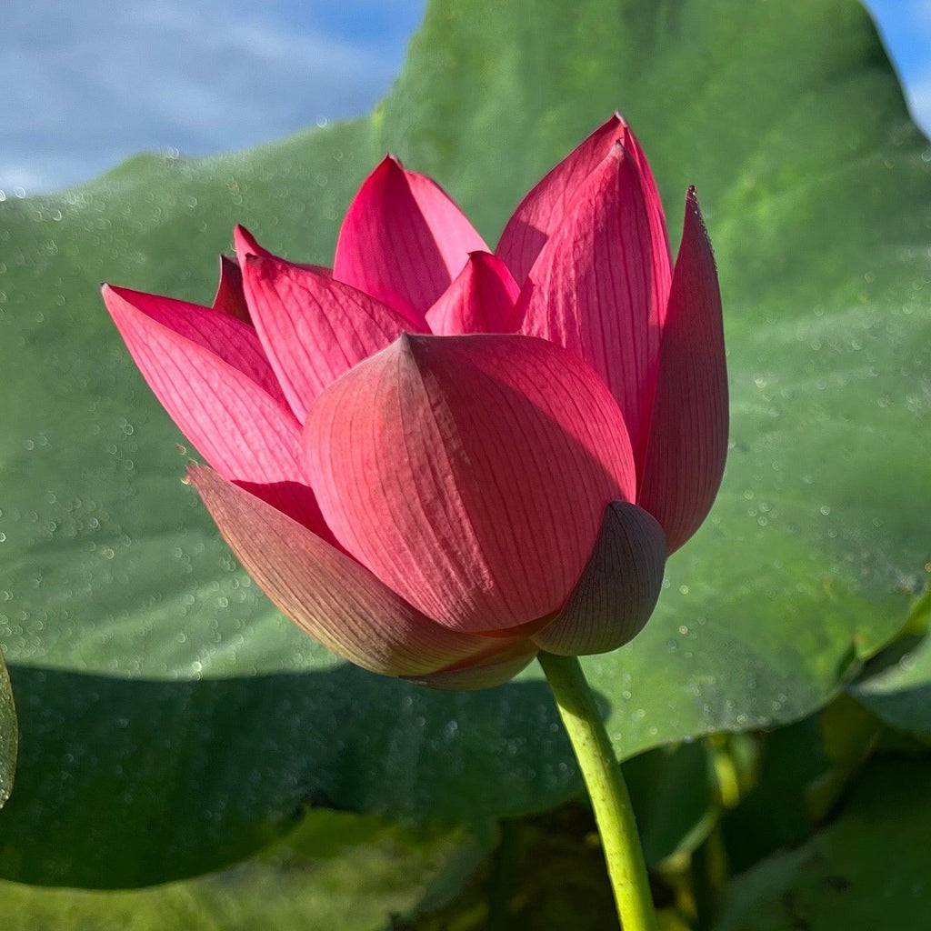 Ford's Red Raptor Lotus (Bare Root)