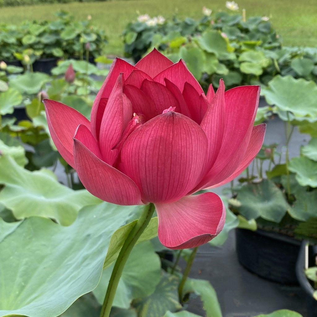 Ford's Red Raptor Lotus (Bare Root)