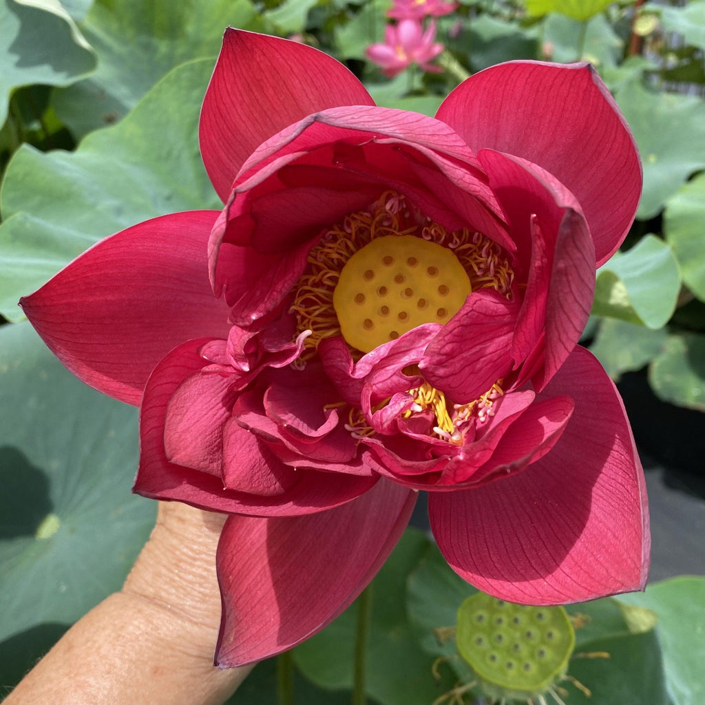 Ford's Red Raptor Lotus (Bare Root)