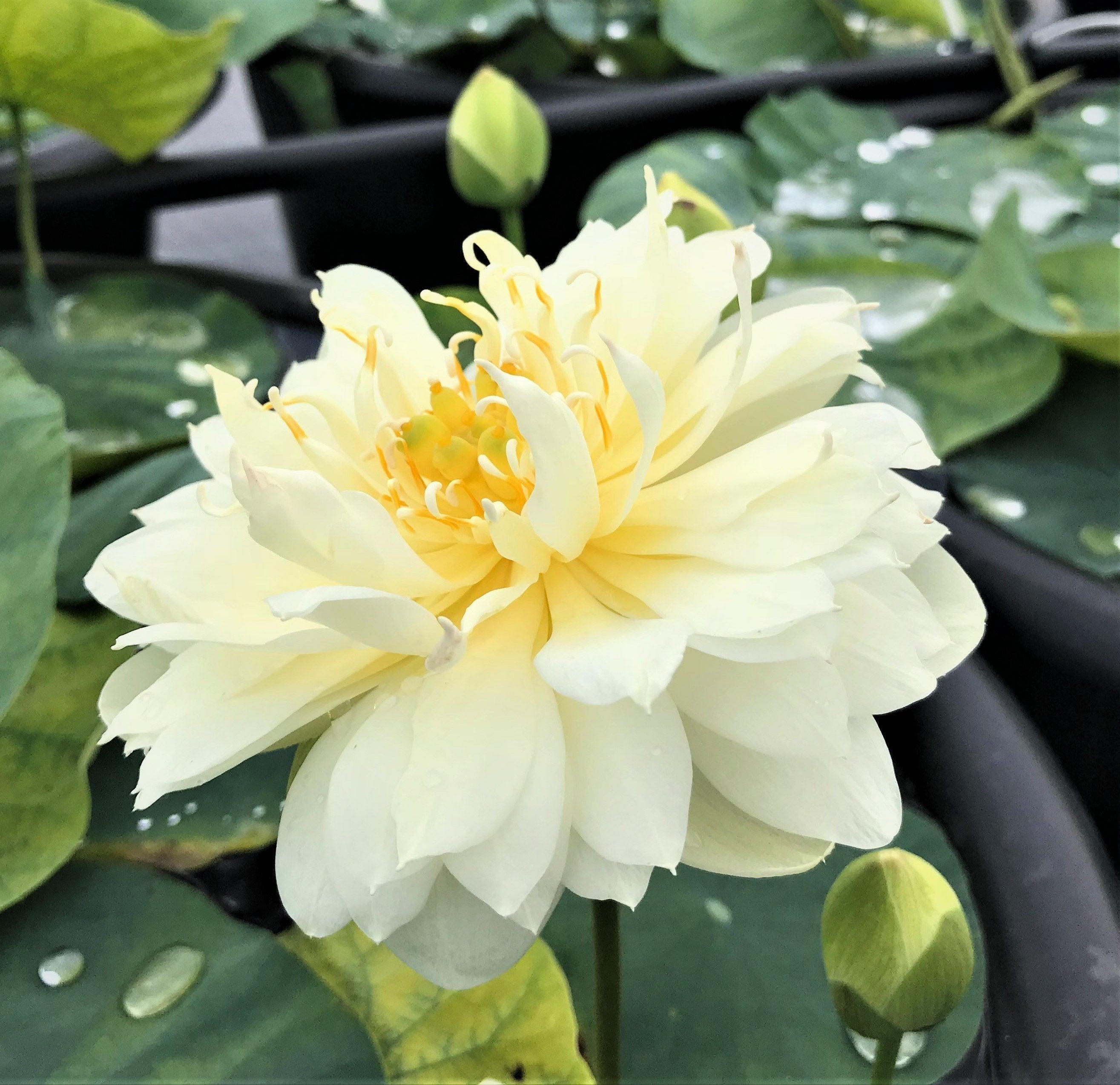 Gold & Resplendence Lotus (Bare Root)