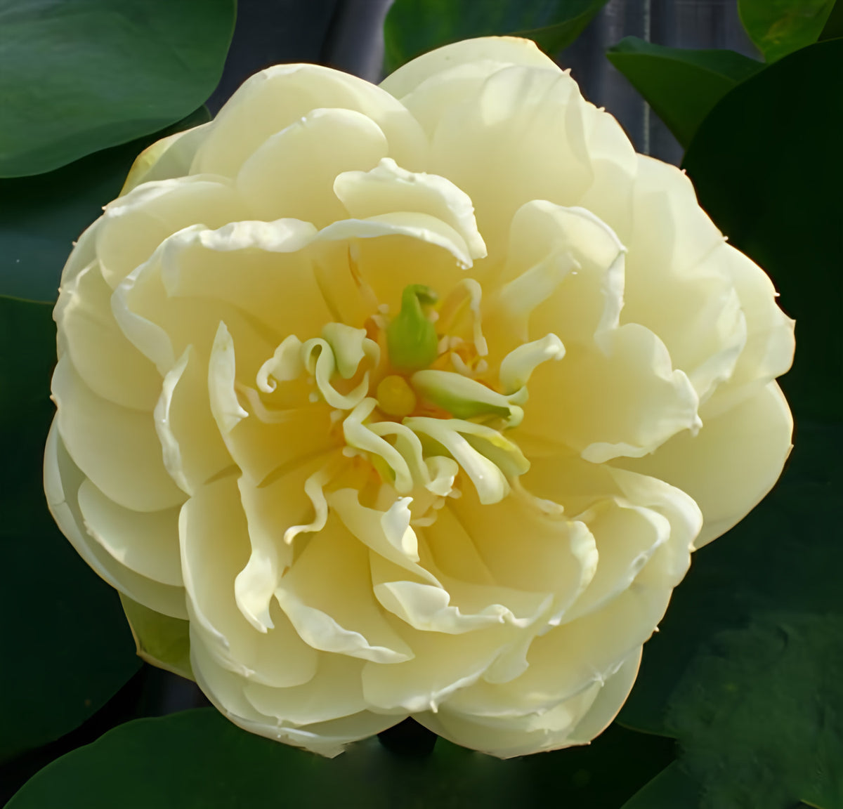 Gold & Resplendence Lotus (Bare Root) - Play It Koi
