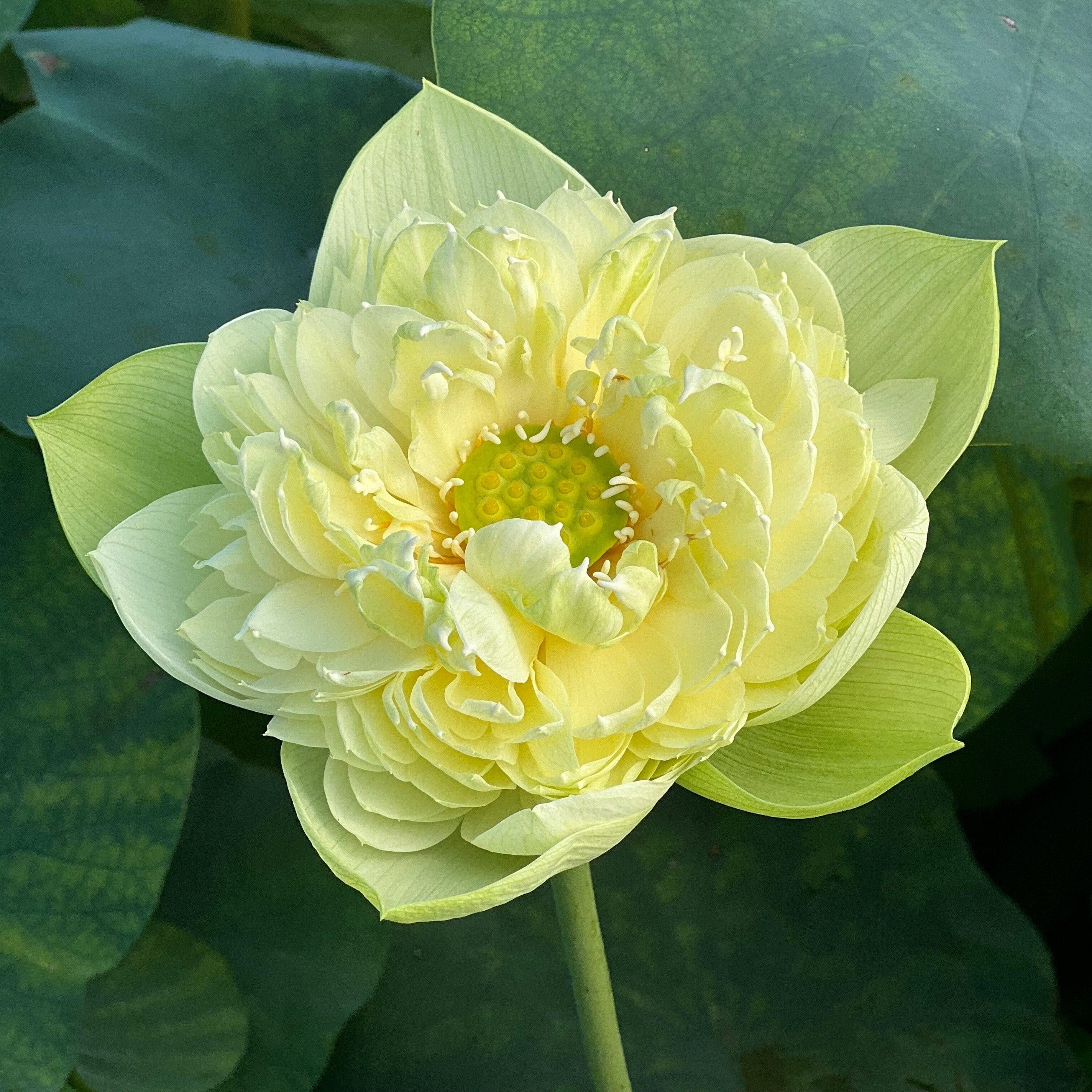 Golden Apple Lotus (Bare Root) - Play It Koi